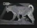 AMAZING footage!!! A leapord cares for a baby monkey!
