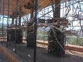Birds at Out of Africa