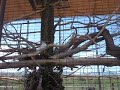 Birds at Out of Africa