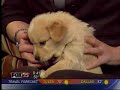 KOKH Channel 25 Doggy Derby KOKH Channel 25 Doggy Derby