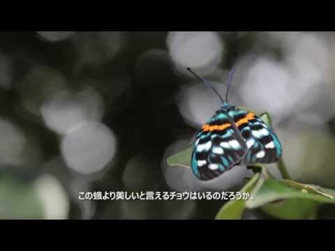 YouTube Preview Image