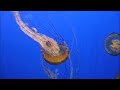 Jellies Jellies
