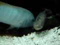 Puesta de ciclidos del malawi (Mbunas) (greshakei)