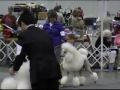 Standard Poodle Best of Variety - Columbia Poodle Club Specialty