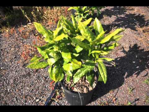 how to transplant aucuba