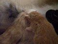 Kitten Teat Wars!  Part 1
