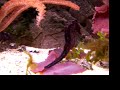 Seepferdchen / Seahorse
