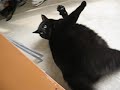 Fat cat capsizing
