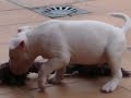 puppie bull terrier . 2 puppie bull terrier . 2