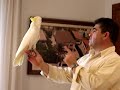 cacatua triton