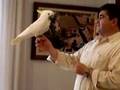 cacatua triton