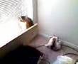 kitn and ilmari