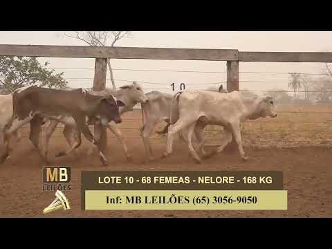 8� LEIL�O PRESENCIAL E VIRTUAL - LUCIANO DUARTE & CONVIDADOS