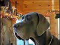 DOGGE is not GERMAN Dog Race,DOGGE is KURDISH Dog Race