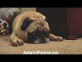 Pug vs Laser