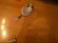 Peggy Following Me
