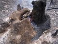 incendio forestal en mallin ahogado 2