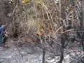 INCENDIO FORESTAL EN MALLIN AHOGADO 2