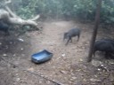 BANDO DE QUEIXADAS  MANSOS NO NOSSO ACAMPAMENTO EM AQUIDAUANA