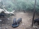 BANDO DE QUEIXADAS  MANSOS NO NOSSO ACAMPAMENTO EM AQUIDAUANA