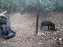 BANDO DE QUEIXADAS  MANSOS NO NOSSO ACAMPAMENTO EM AQUIDAUANA