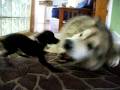Alaskan Malamute VS Chihuahua