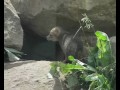 Junge Goldschakale im Zoo Osnabrück.wmv