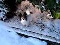 Papillon video