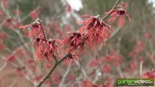 #996 Zaubernuss Feuerzauber - Hamamelis x intermedia