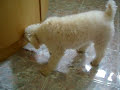 Mia the Toy Poodle Grown Up!