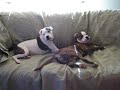 sweetie and magnum go nuts over comforter