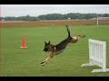 In Memoriam - K-9 Mischka - 2006 USPCA National Champion In Memoriam - K-9 Mischka - 2006 USPCA National Champion