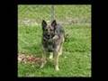 In Memoriam - K-9 Mischka - 2006 USPCA National Champion
