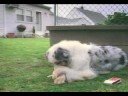 Smoking dog
