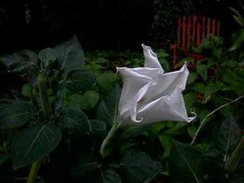 Moonflower pops in realtime!