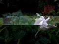 The Moonflower, or Jimson weed to some, blooms in the early evening for one night only and emits a faint musky-jungle scent. I dare you to eat a few of the leaves and maybe a flower or two. . .