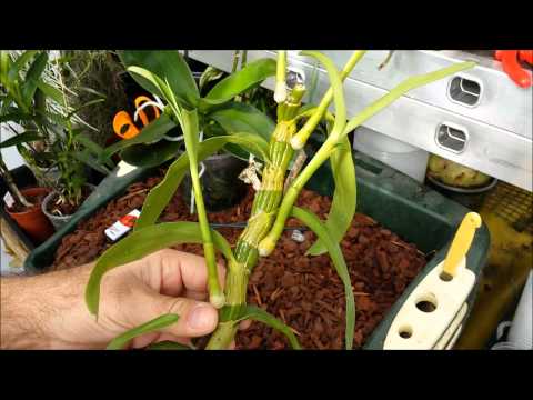 how to replant a keiki