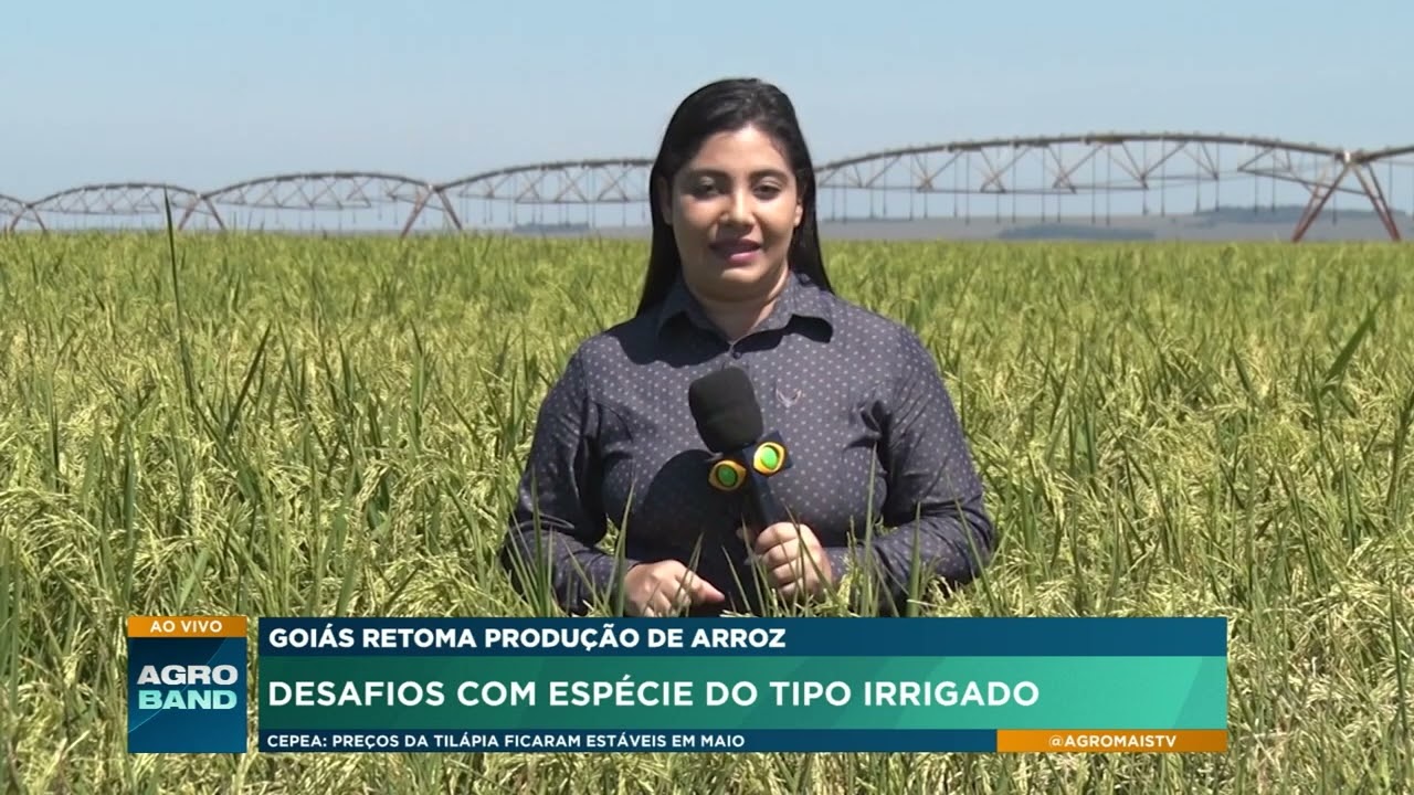 Goiás aumenta produção de arroz com tecnologias de irrigação