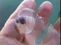 salp and kelp