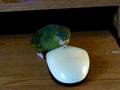 mouse hunt