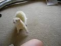water-sprayed-ferrets-go-crazy.html