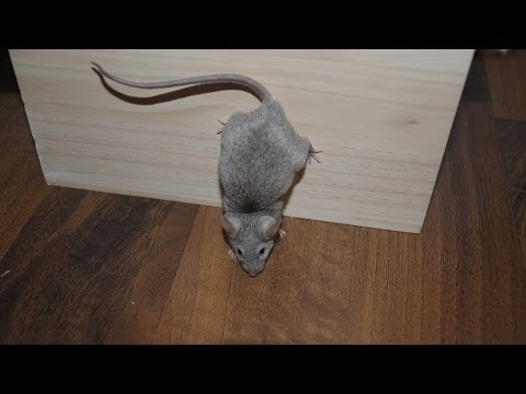 Three More Funny Mouse Tricks