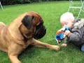 Baby takes a bullmastiffs ball... Baby takes a bullmastiffs ball...
