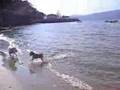 Dogo Argentino video