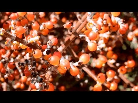 how to grow joshua tree