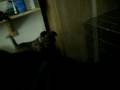 videos de Bailey pt 3 10122008