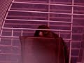 kanarek ?piewaj?cy angel_angie16