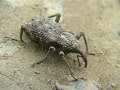 オオゾウムシ Giant Weevil