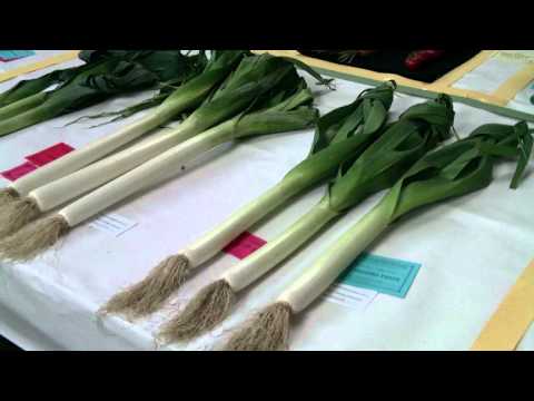 how to transplant society garlic