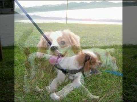 yoyo, my cavalier king charles spaniel